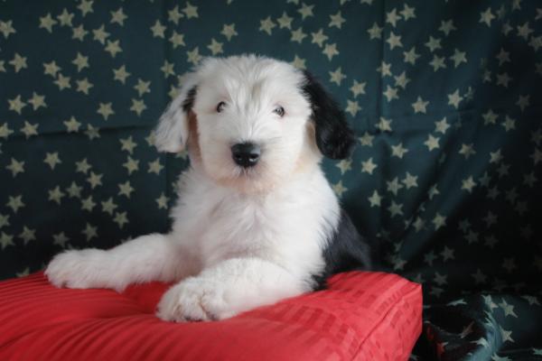 los viejos perros pastores ingleses necesitan hircuts
