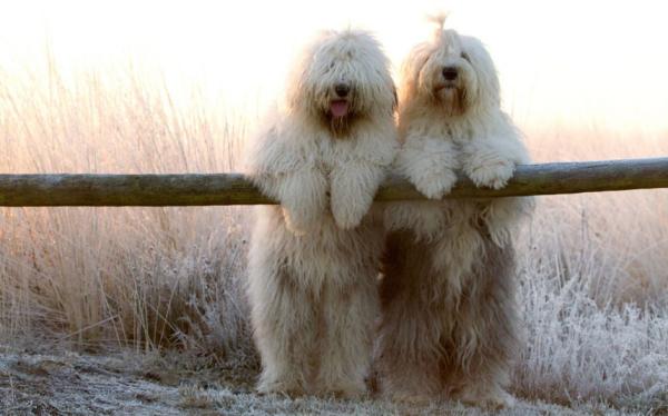 los viejos perros pastores ingleses necesitan hircuts