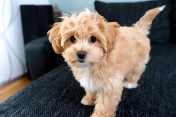 de que color son los perros maltipoo