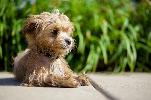 de que color son los perros maltipoo