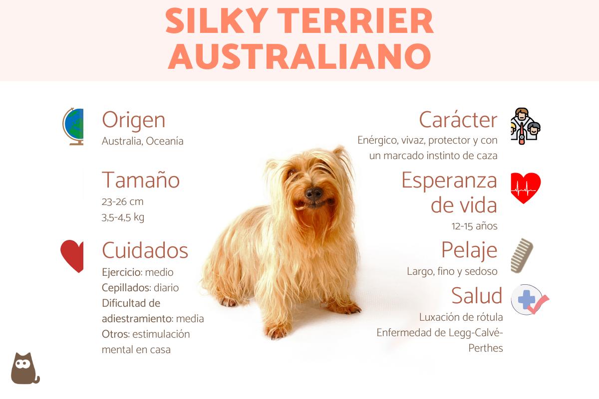 Silky terrier australiano