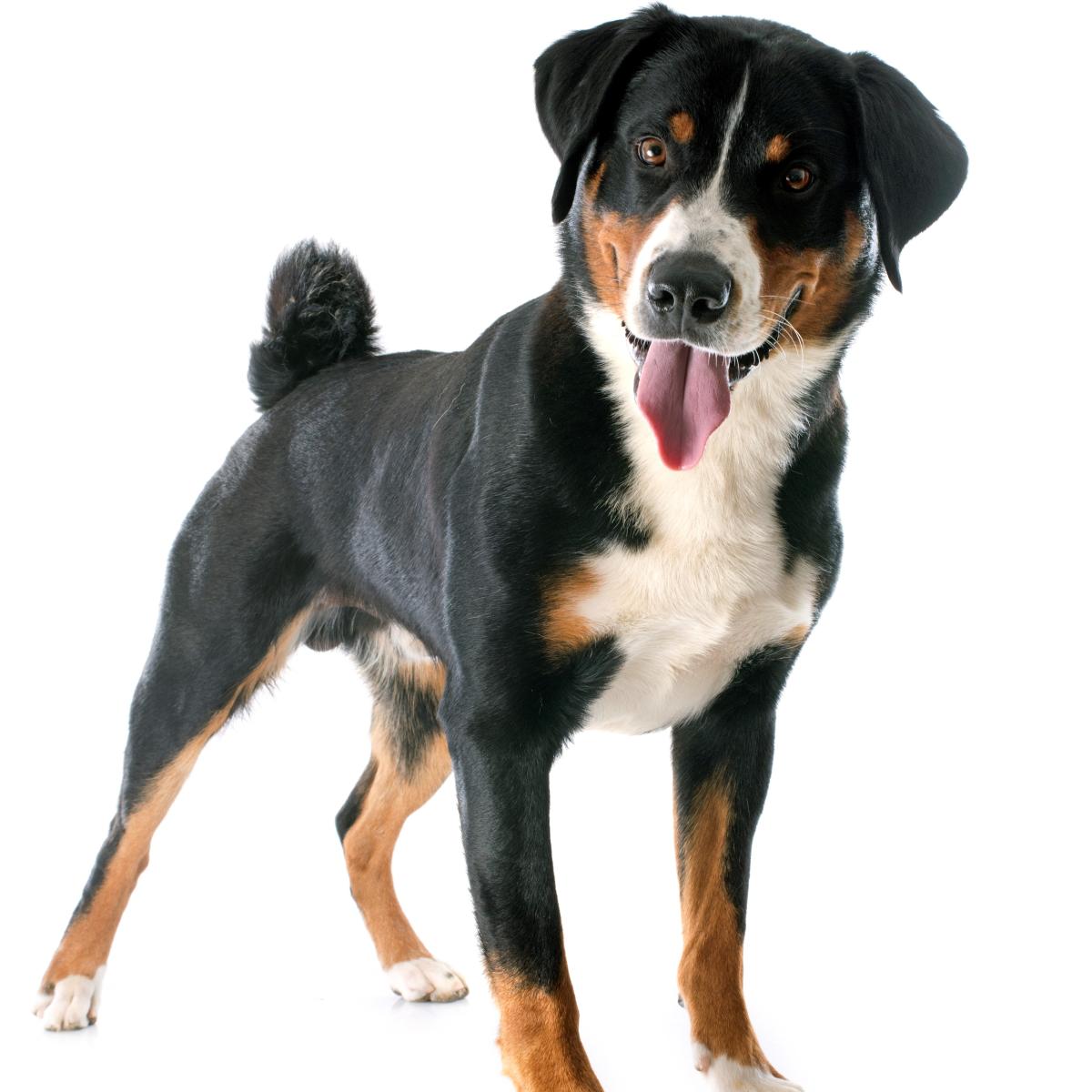 Appenzeller o perro boyero de Appenzell