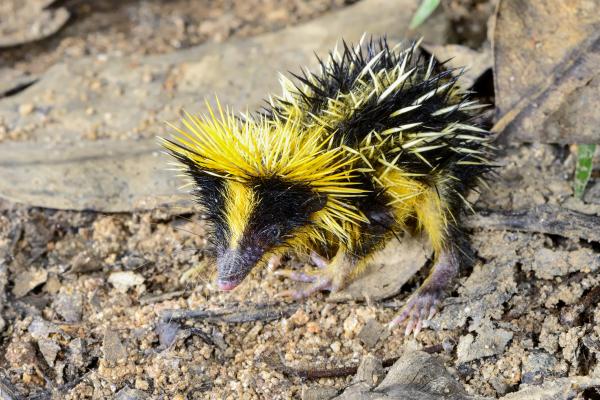 Tenrec rayado de tierras bajas (Hemicentetes semispinosus) - Características y costumbres (con FOTOS)