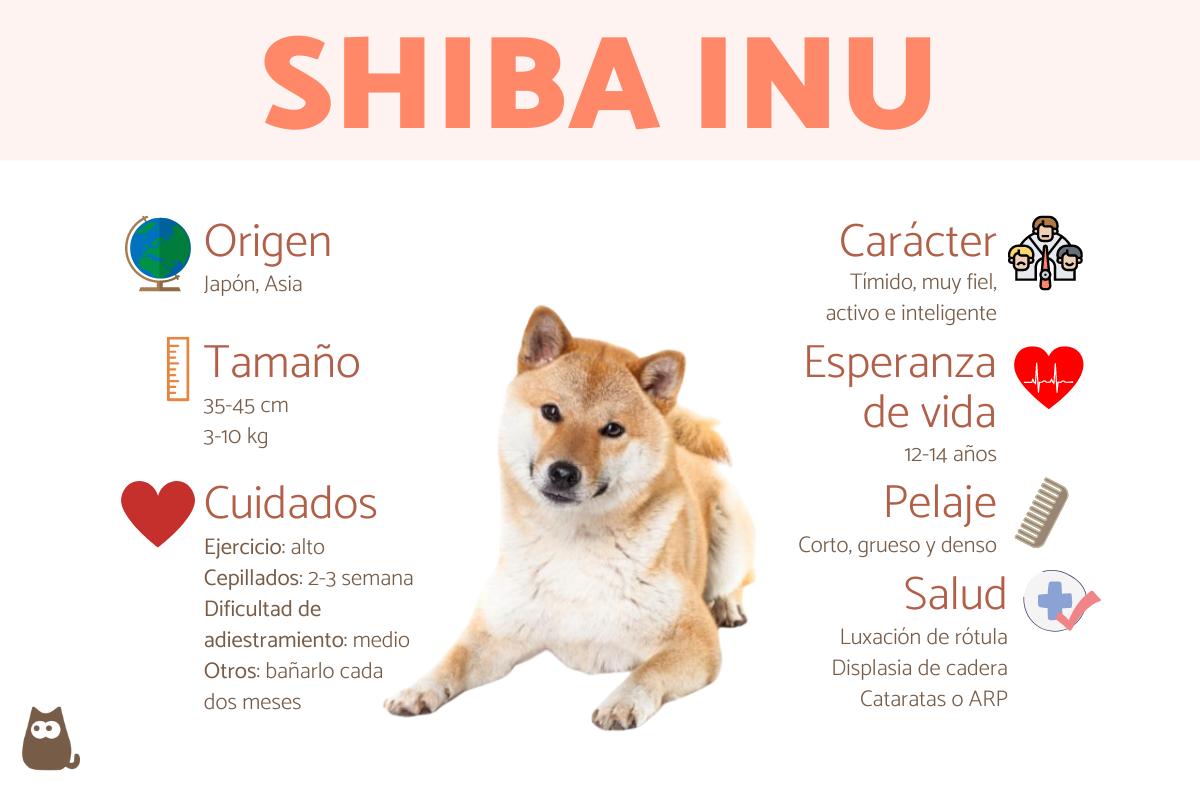 Shiba Inu