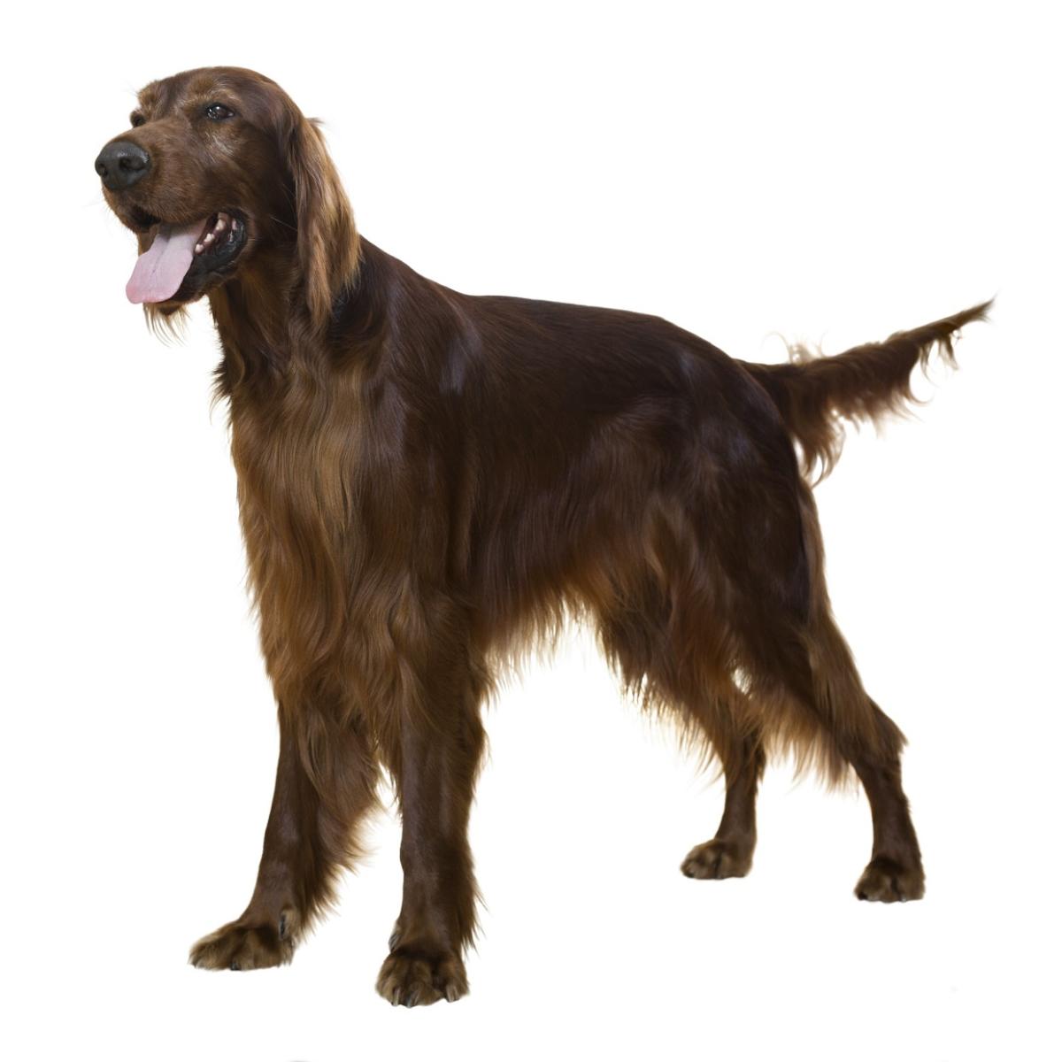 Setter irlandés rojo