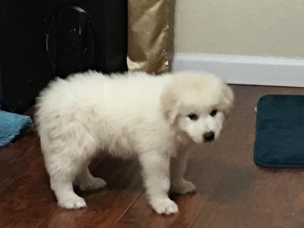 pueden los grandes pirineos tener manchas negras