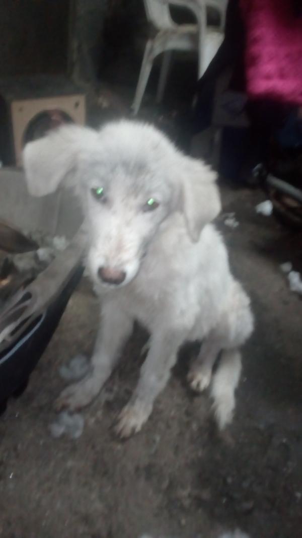 pueden los grandes pirineos tener manchas negras