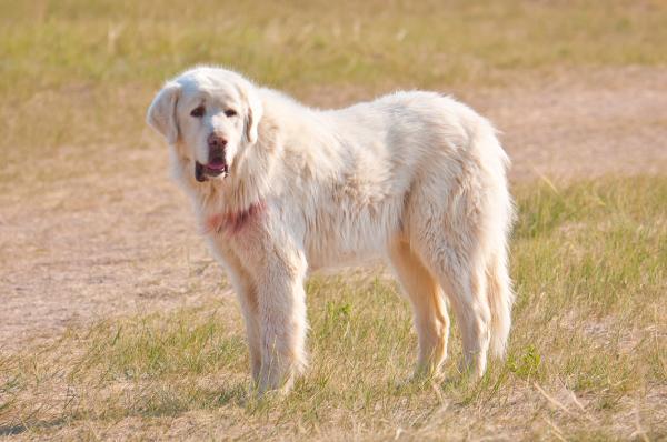 pueden los grandes pirineos tener manchas negras
