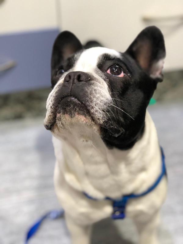 los bulldogs franceses son una raza híbrida o una raza pura