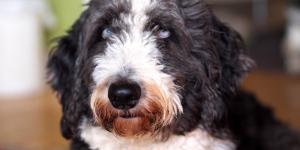 Aussiedoodle o aussiepoo