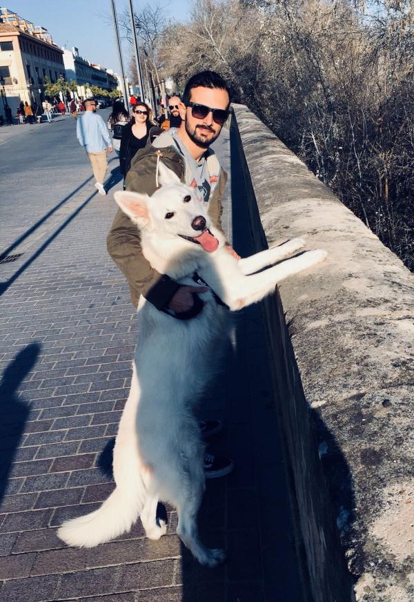 son los perros pastores blancos suizos los perros más inteligentes