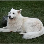 son los perros pastores blancos suizos los perros más inteligentes