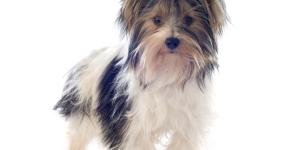 Biewer yorkshire terrier