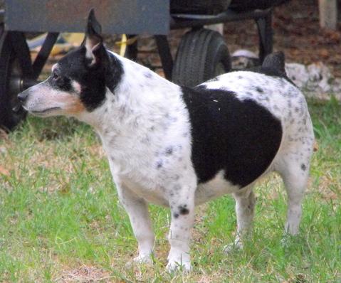 cuanto cuesta el mantenimiento de un teddy roosevelt terrier