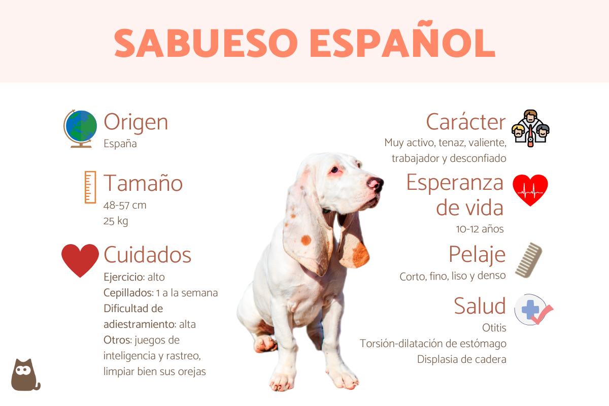 Sabueso español