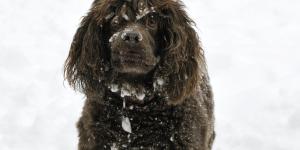 Boykin spaniel