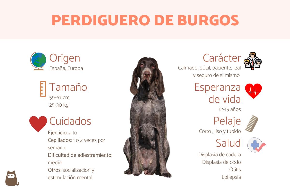 Perdiguero de Burgos