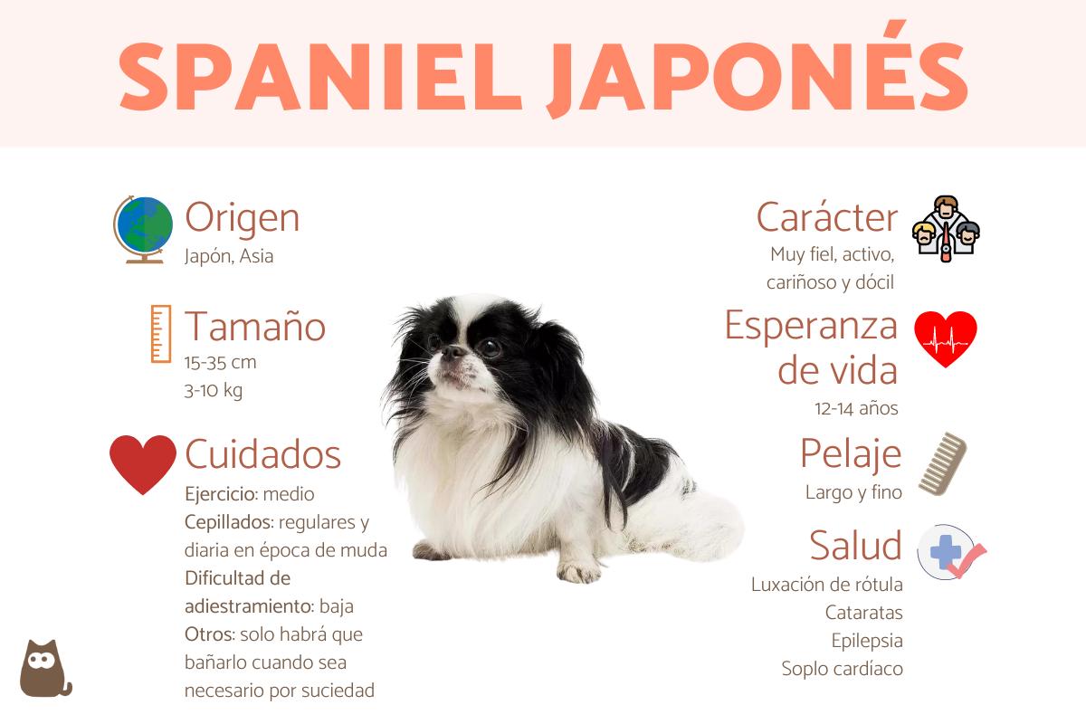 Chin japonés o spaniel japonés