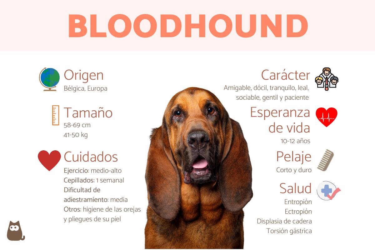 Bloodhound o perro de San Huberto