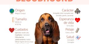 Bloodhound o perro de San Huberto