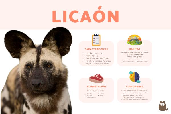 Perro salvaje africano o licaón