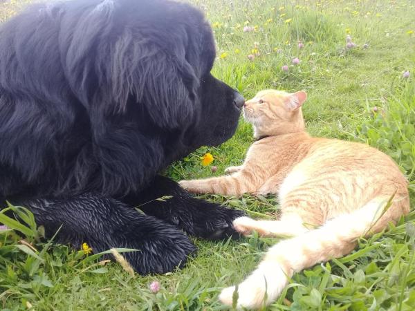 son perezosos los perros de terranova