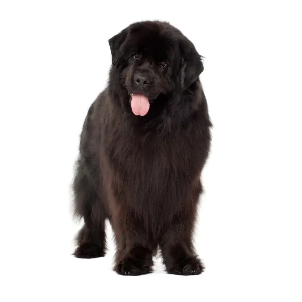 son perezosos los perros de terranova