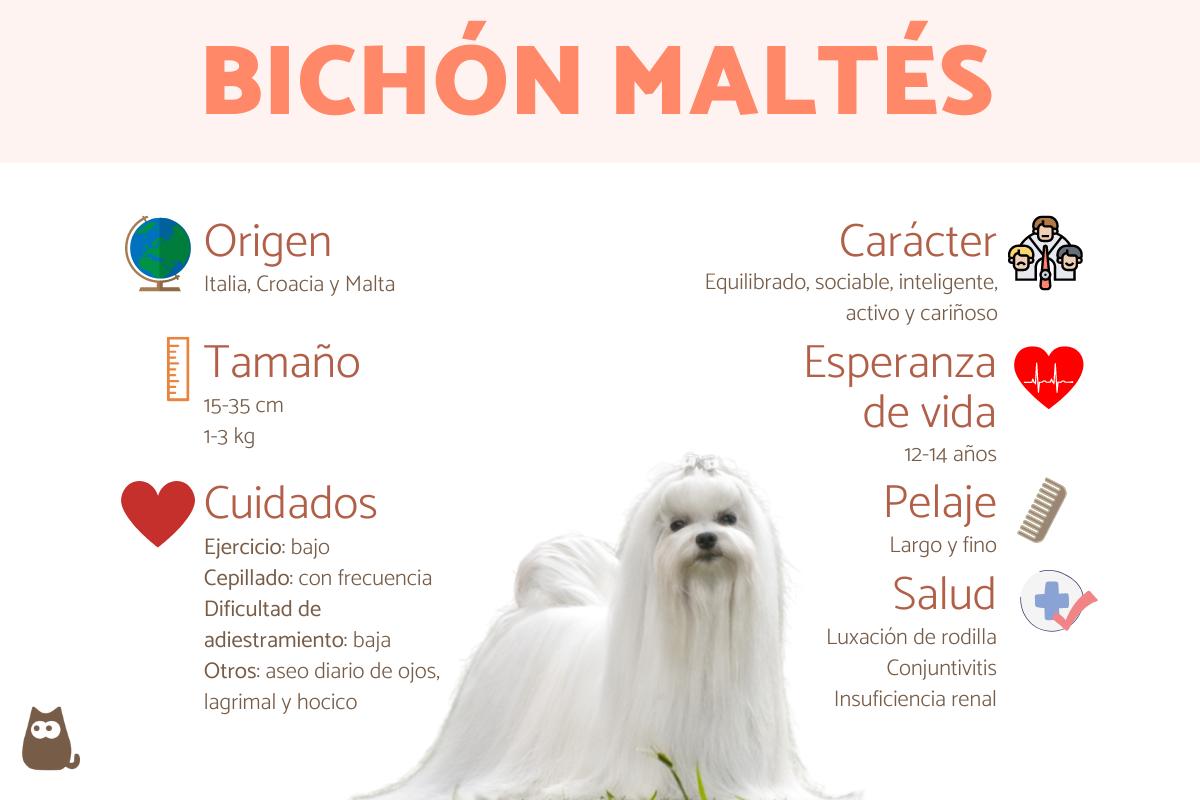 Bichón maltés