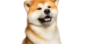 Akita inu o akita japonés