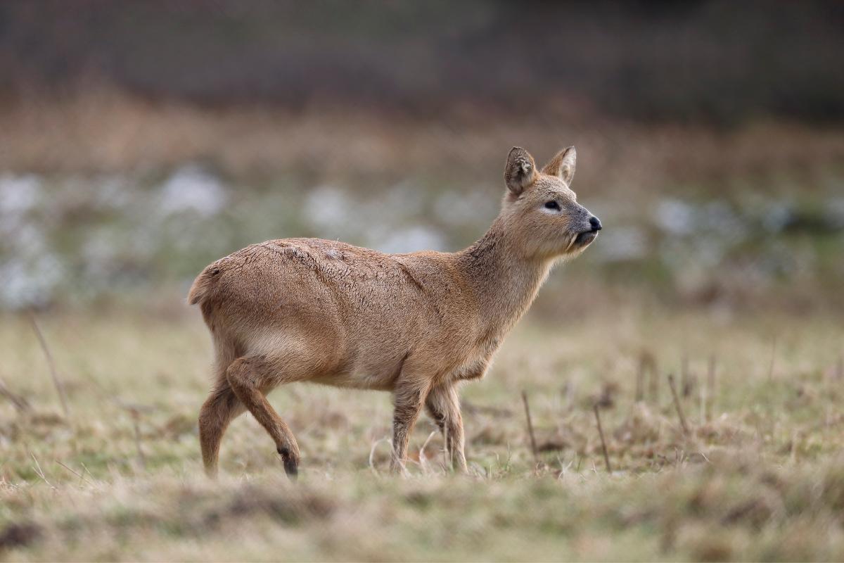 Сибирская кабарга. Water deer. Water deer. Антилопа кабарга. Олень пьющий воду из реки.