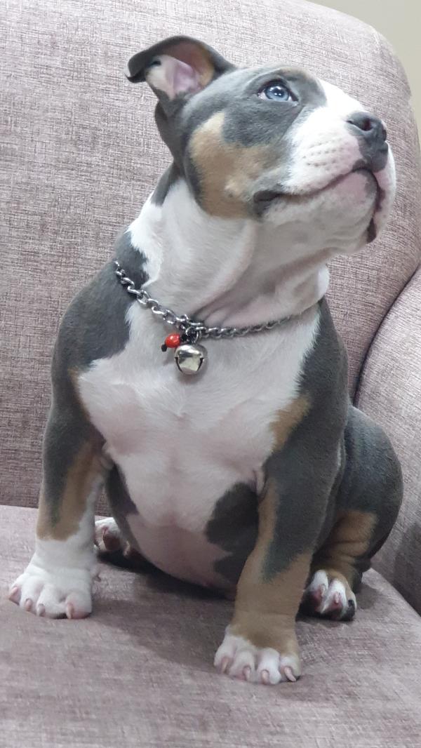 los bullies americanos son buenos con otros perros