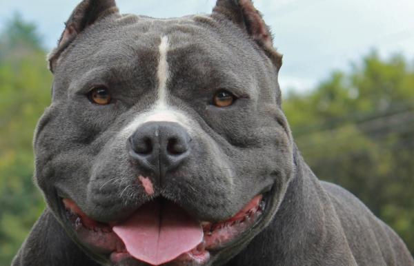 los bullies americanos son buenos con otros perros