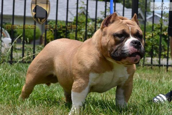 los bullies americanos son buenos con otros perros