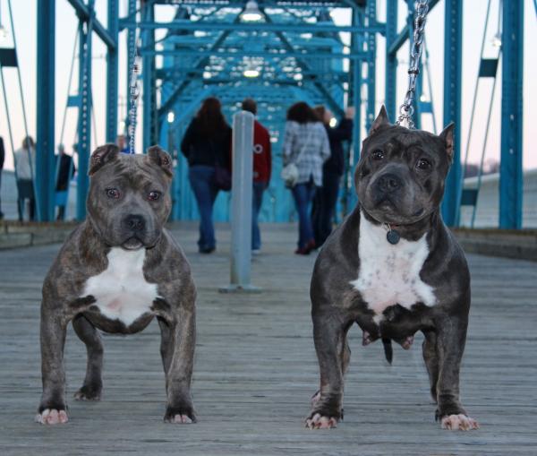 los bullies americanos son buenos con otros perros