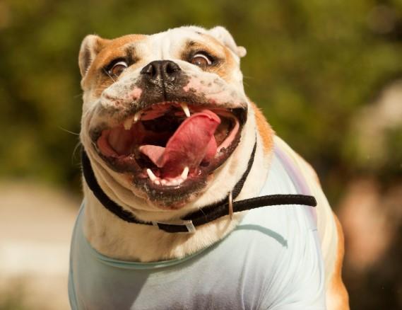 los bullies americanos son buenos con otros perros