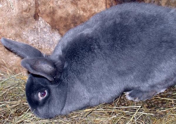 conejo azul satinado