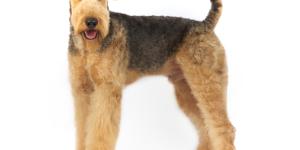 Airedale terrier