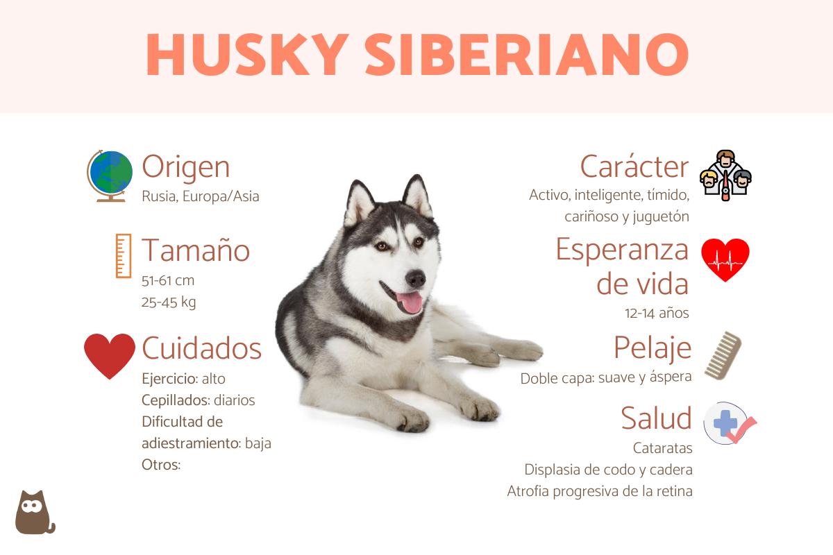 Husky siberiano