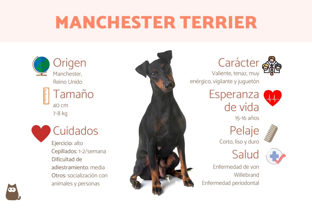 Manchester terrier
