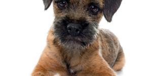 Border terrier