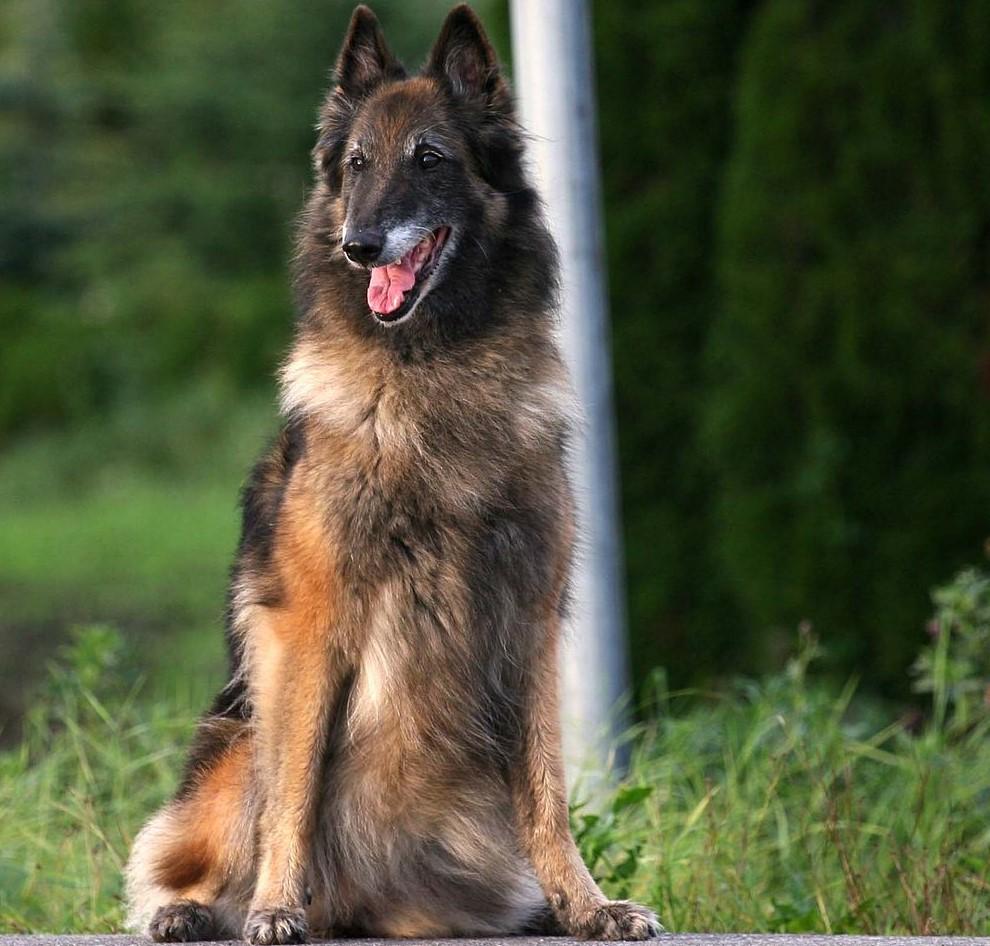 Perro Pastor Belga Tervueren Origen Caracter sticas Y Car cter Con Fotos