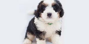 Bernedoodle