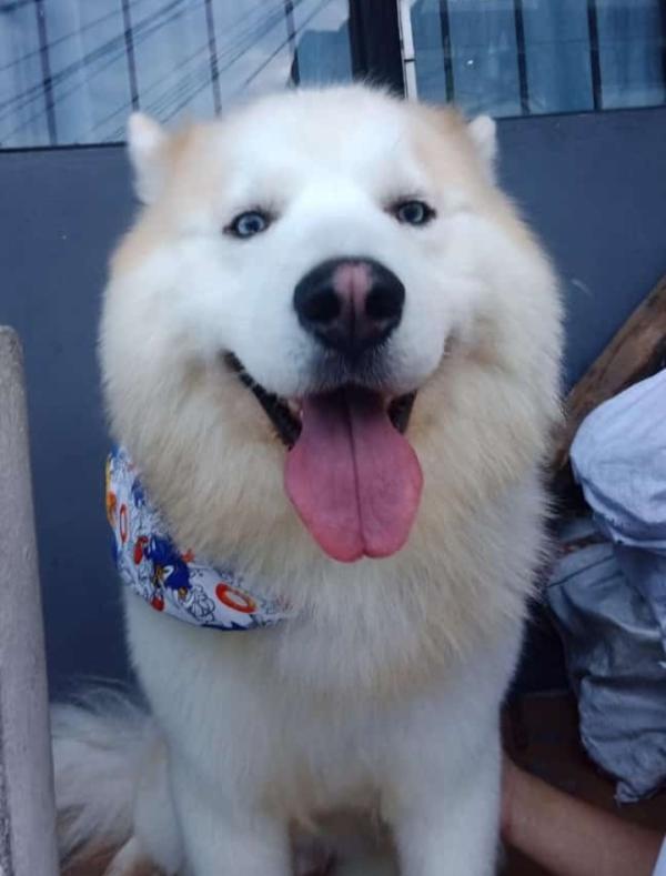 el malamute de alaska crece grande