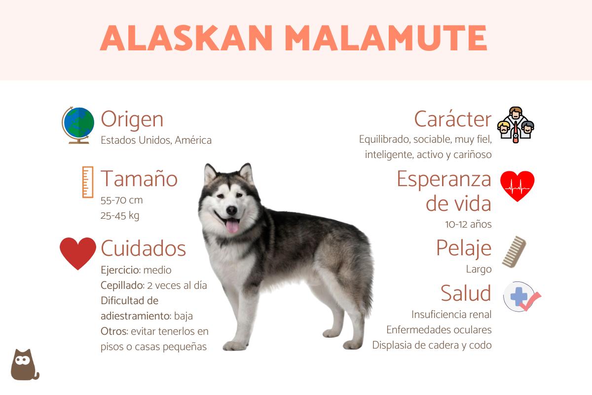 el malamute de alaska crece grande