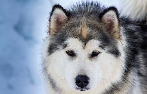 el malamute de alaska crece grande