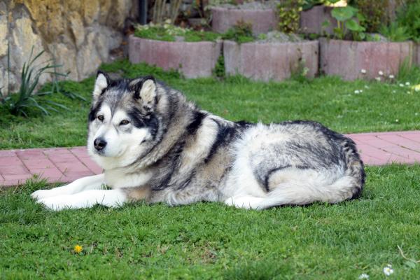 Perro alaskan malamute o malamute de ... Perro alaskan malamute o malamute de ...