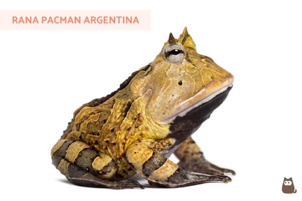 Sorprendente rana pacman camuflada en su hábitat | Foto Premium