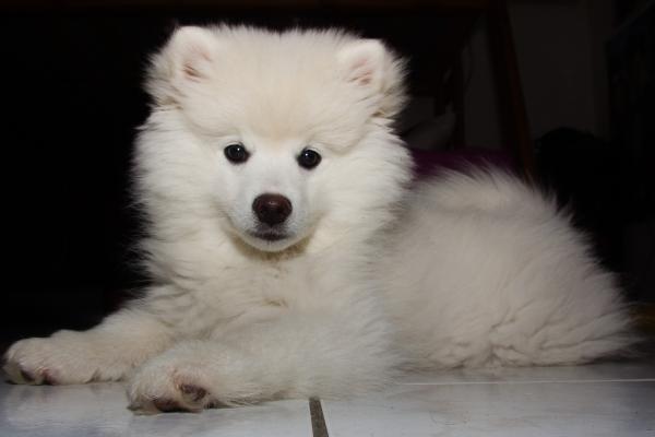 son los perros esquimales realmente tercos