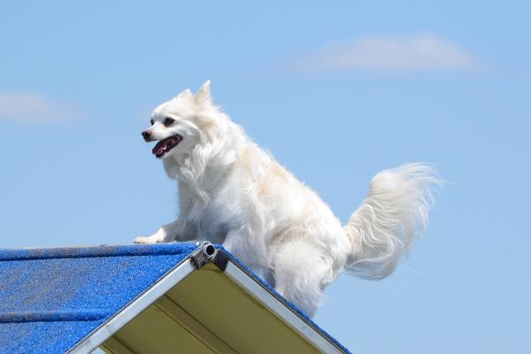cuanto cuestan los cachorros de perro esquimal americano