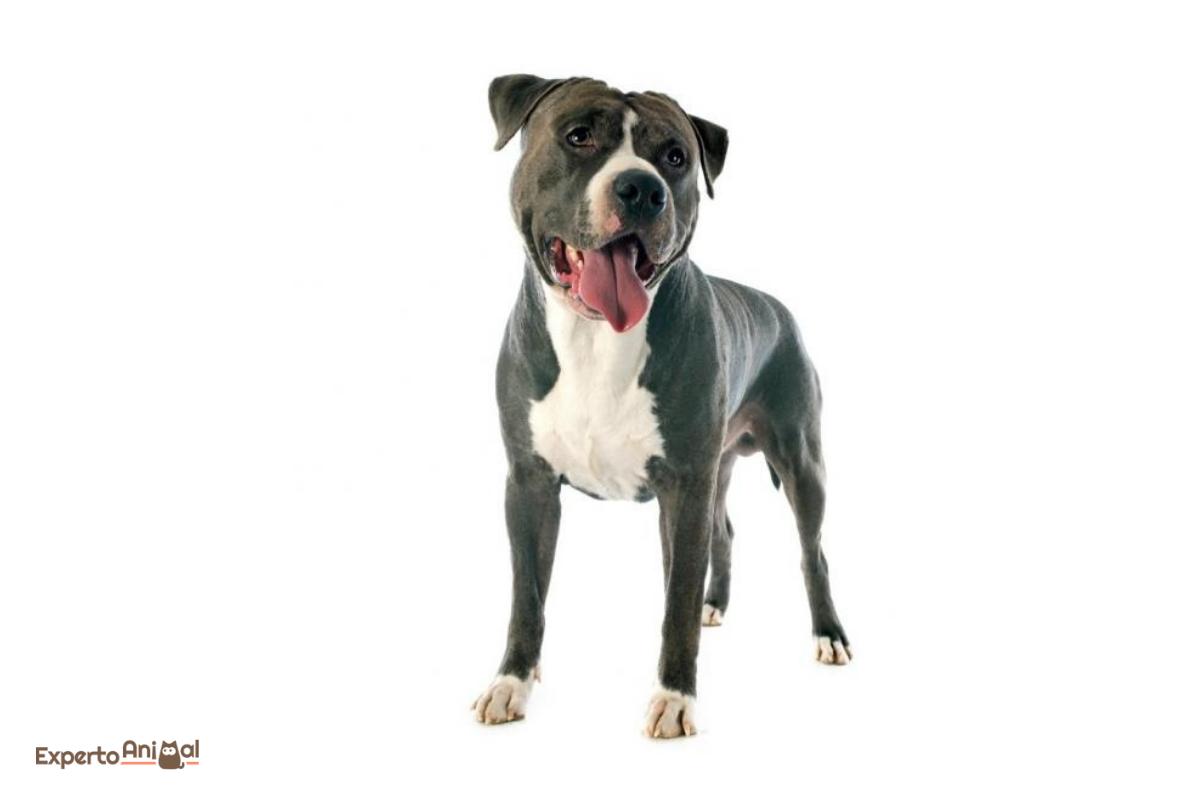 American staffordshire terrier